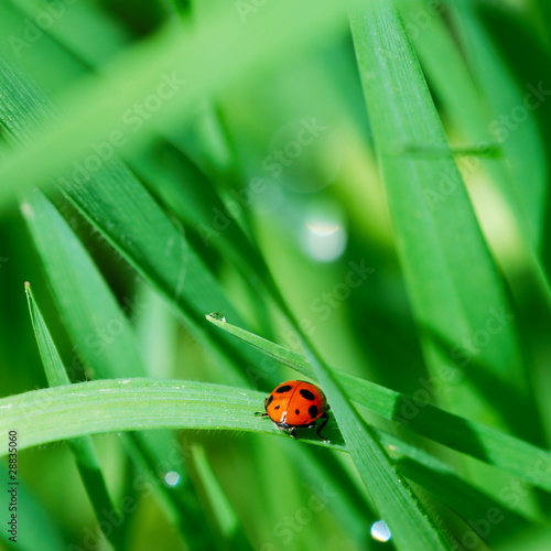Ladybird among grass © ELyrae