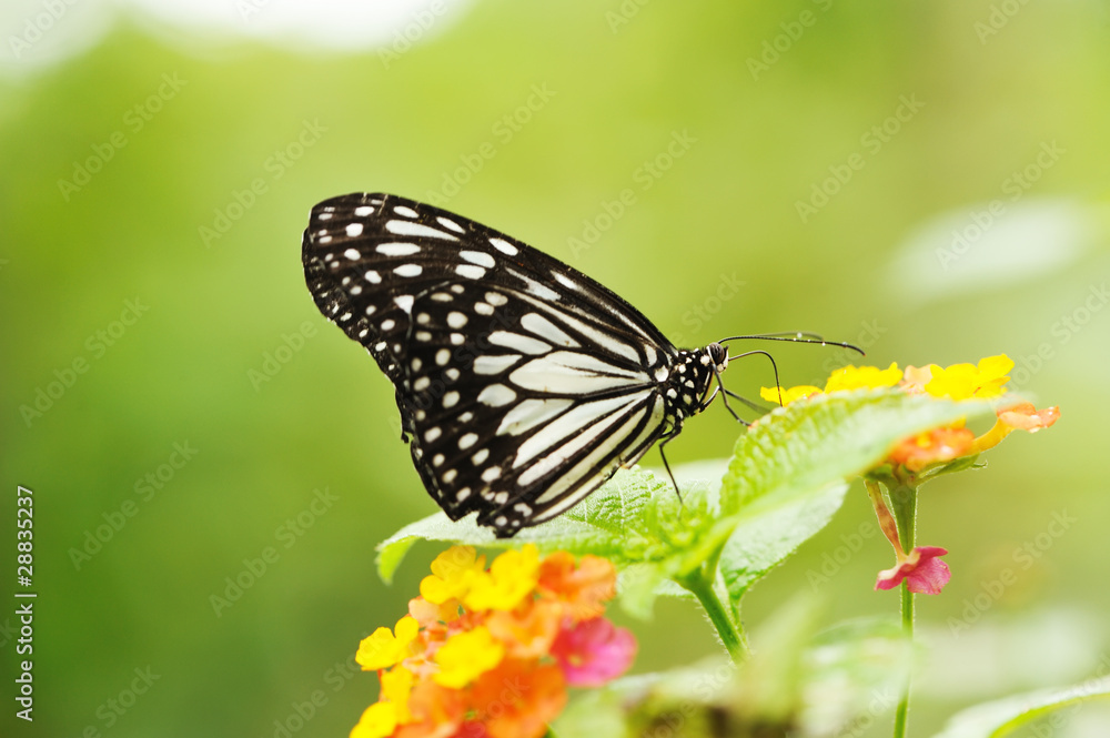 Butterfly Butterfly