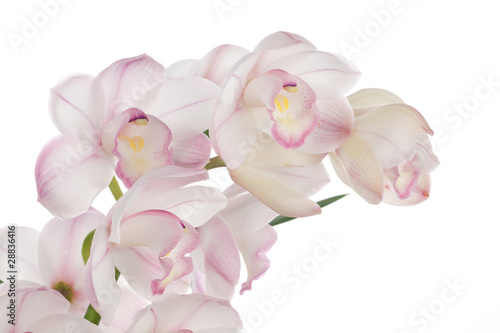 Fototapeta Naklejka Na Ścianę i Meble -  Orchid flowers over white (Cymbidium sp)