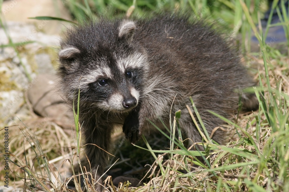 Waschbär (Procyon lotor) Waschbär (Procyon lotor)