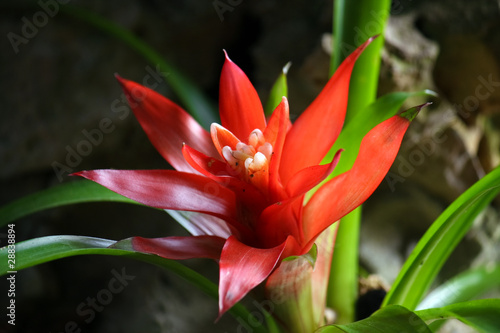 Tropical flower closeup