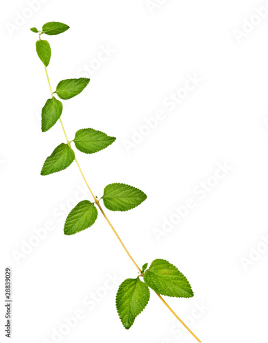 Plant isolated on white background