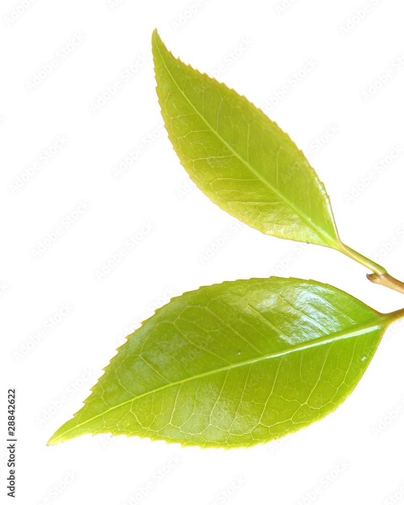 Obraz premium 葉っぱ