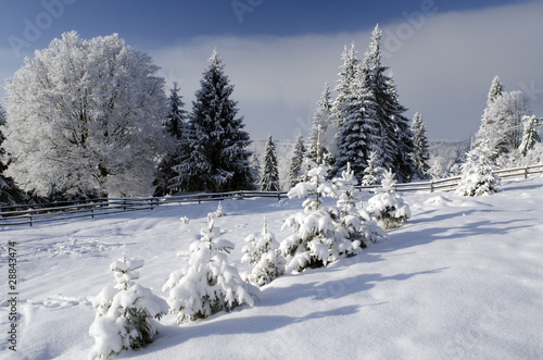 Beautiful winter landscape with snowy trees in Alps