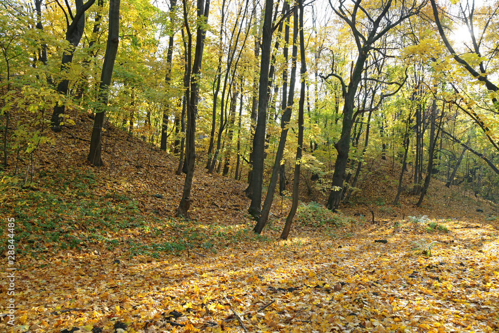 Obraz premium The fallen down leaves on the earth in autumn wood