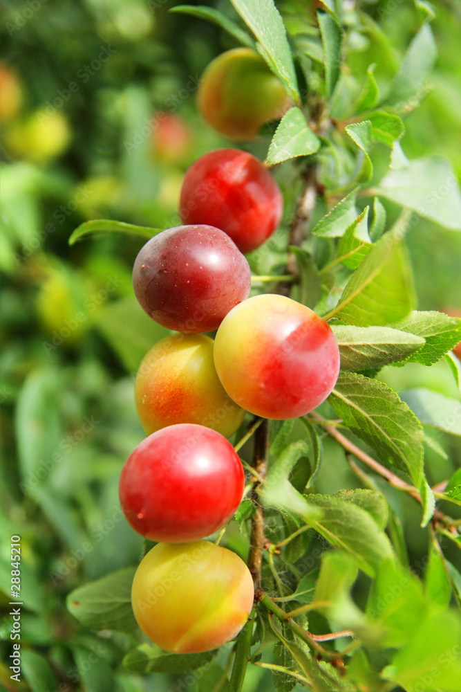 Yellow and red ripening plums on branches Yellow and red ripening plums on branches