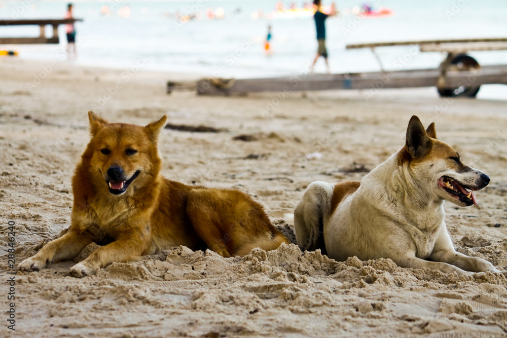 dogs on the beach dogs on the beach
