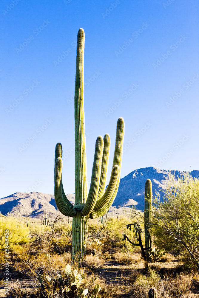 Saguaro National Park, Arizona, USA