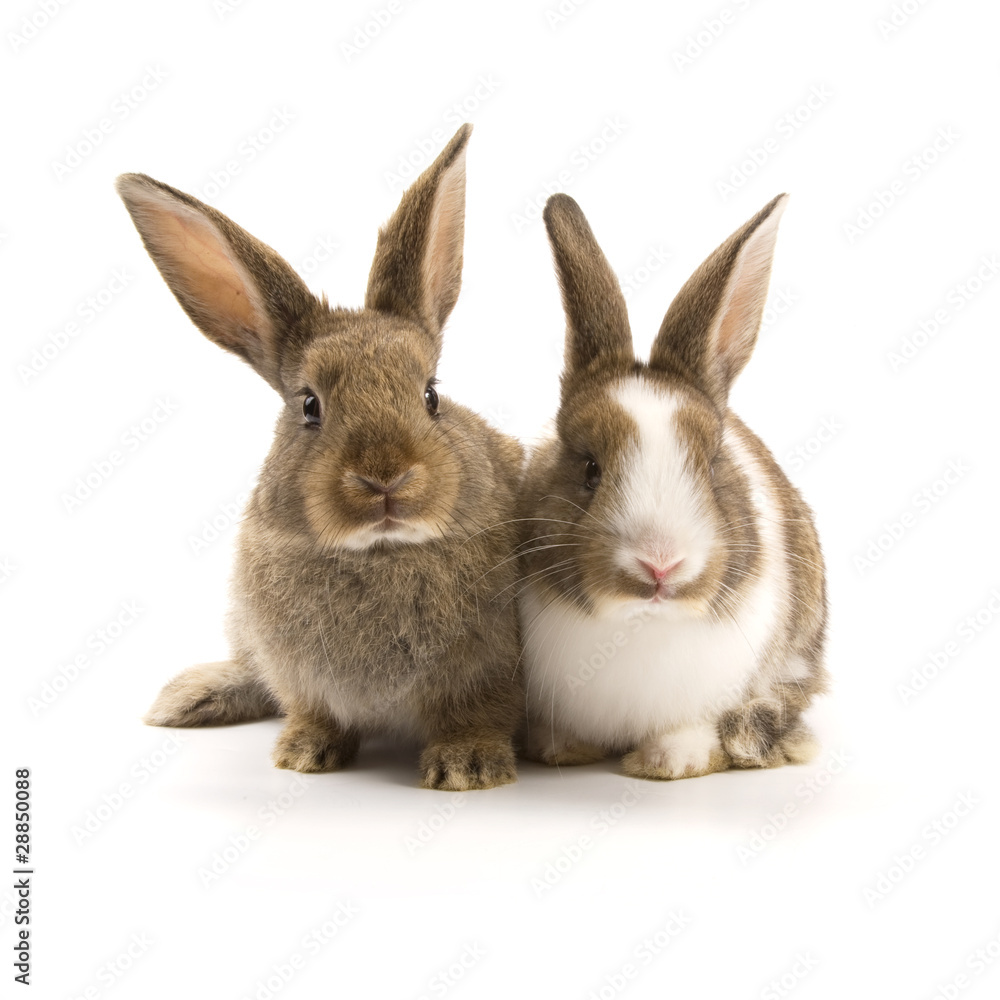 Two adorable rabbits Two adorable rabbits