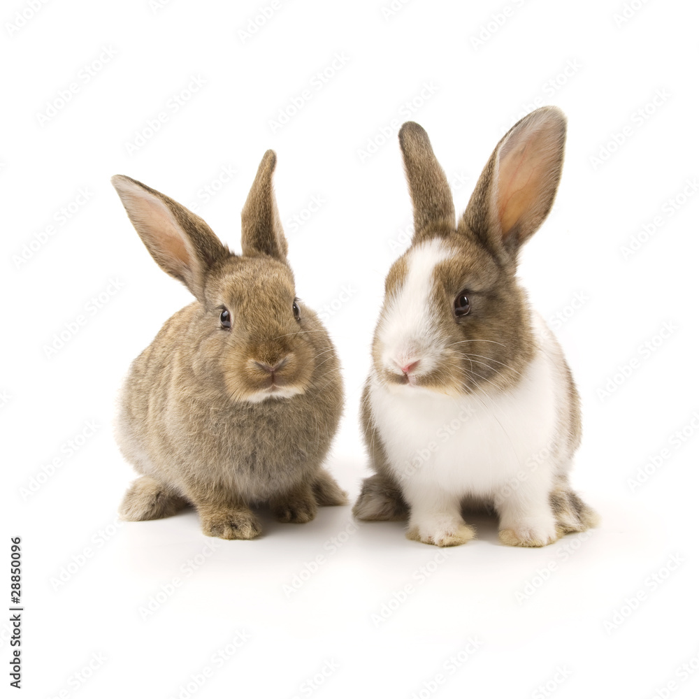 Two adorable rabbits Two adorable rabbits