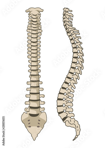 Human Anatomy Spine System Vector