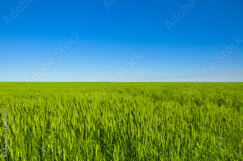 Green meadow against blue sky
