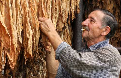 фотографія Farmer smokes a cigarette and looks dry tobacco leaf