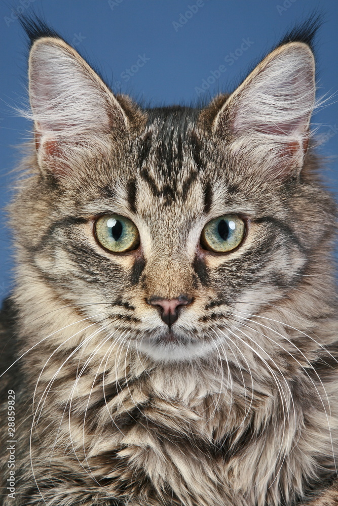 Close-up portrait of a Maine-coon cat