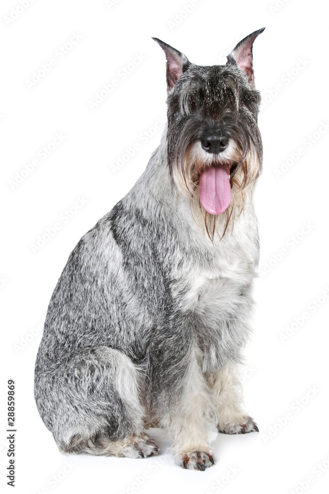 Mittel schnauzer dog sits on a white background