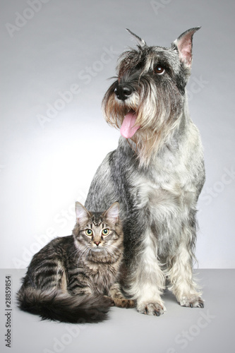 Dog of breed mittel schnauzer with a small kitten