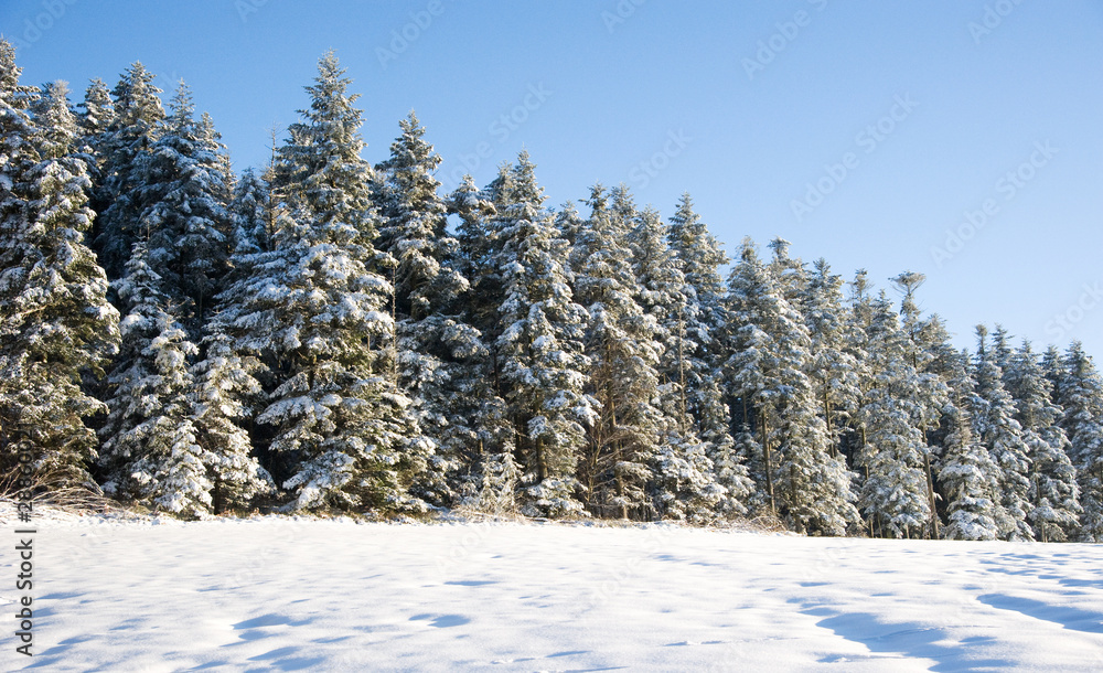 Waeldchen im Winter Waeldchen im Winter