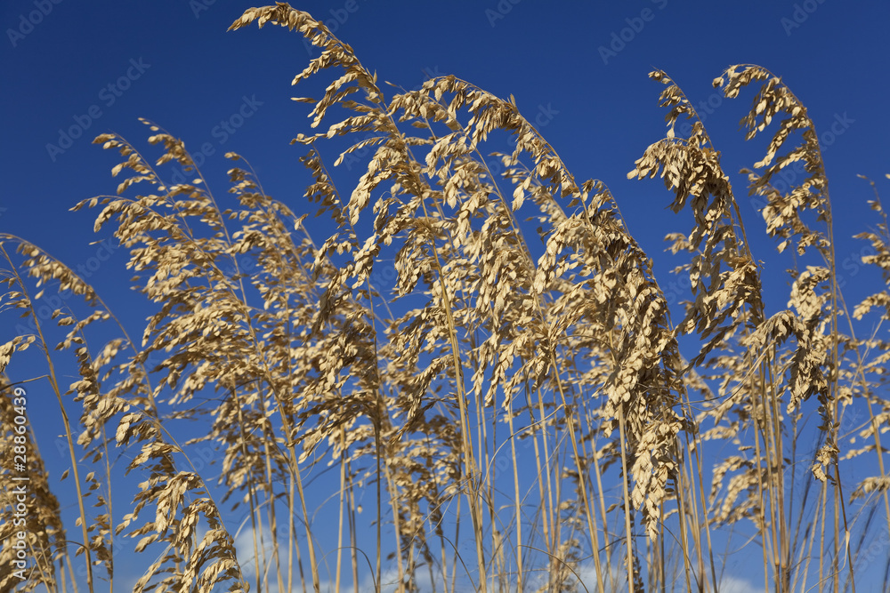 Naklejka premium Wild Grasses With Blue Sky Background