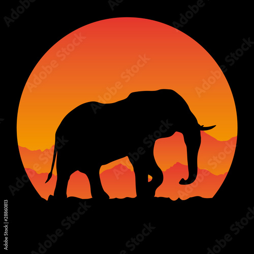 observation elephant