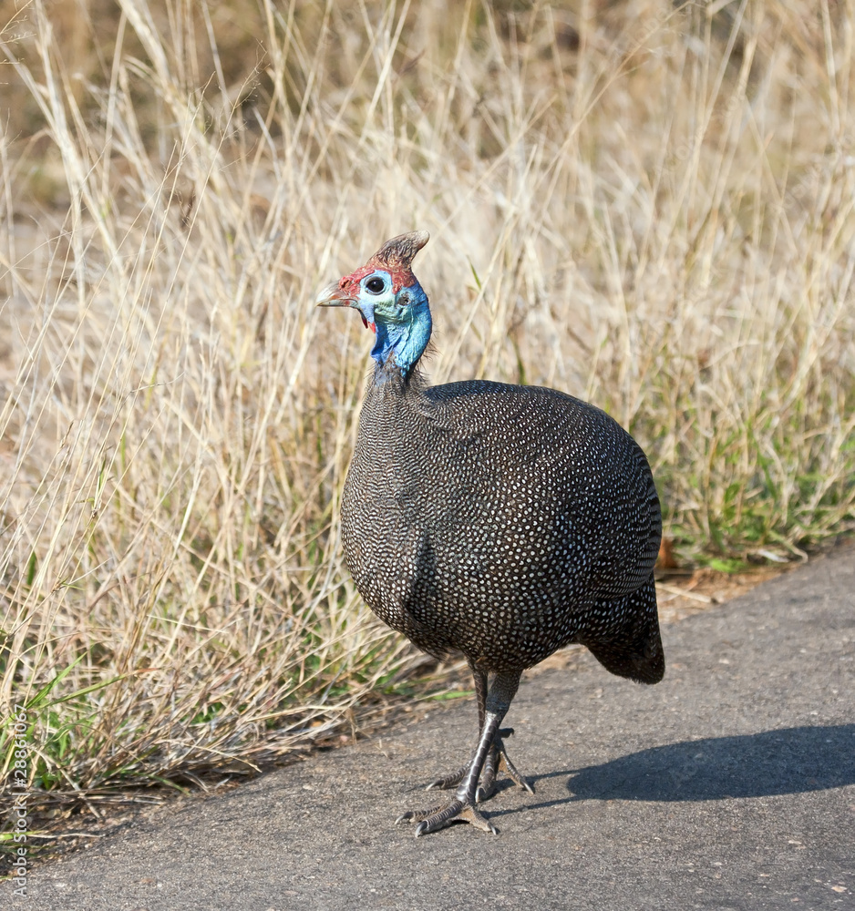 Fototapeta premium Guineafowl walking on tar road in the sun