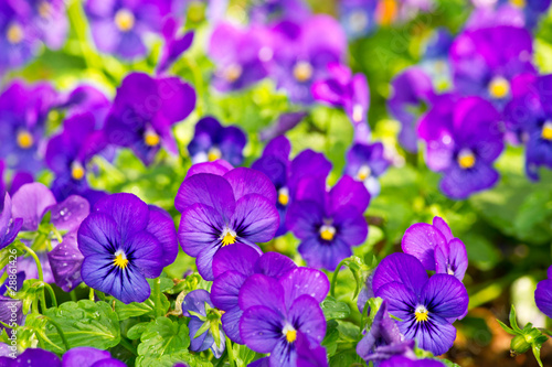 Fototapeta Naklejka Na Ścianę i Meble -  Purple flowers