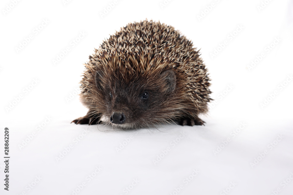Obraz premium hedgehog