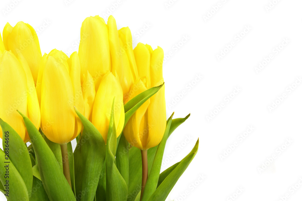 gelbe Tulpen gelbe Tulpen
