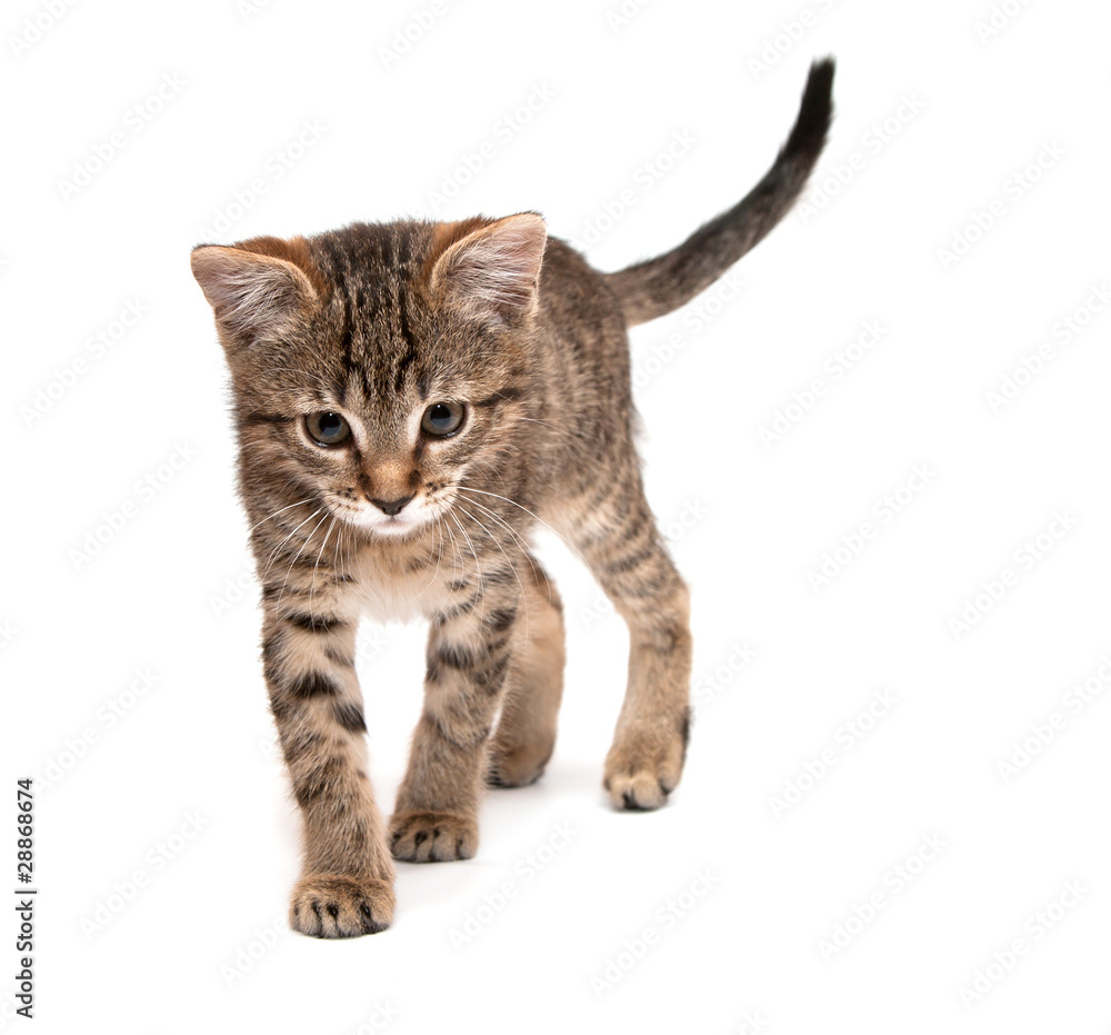 Kitten walks Kitten walks