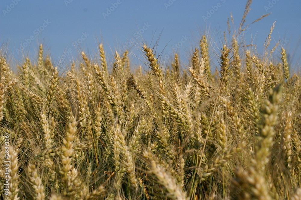 Grano Grano