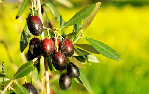Olives hanging in branch .