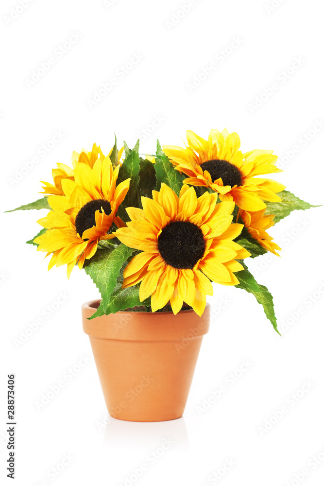 Fototapeta premium Bright sunflowers in a pot
