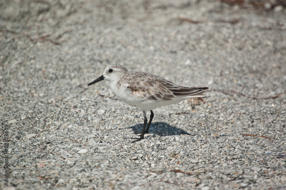 Sanderling on the Sand Sanderling on the Sand