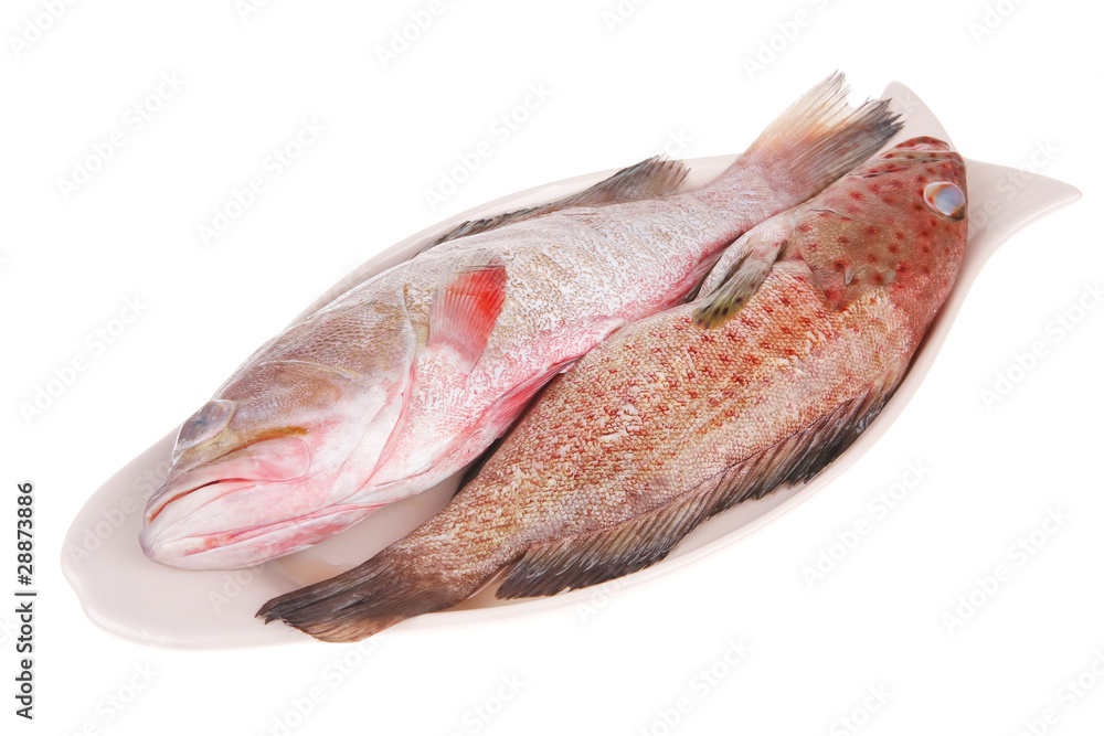 raw fresh bass fish raw fresh bass fish
