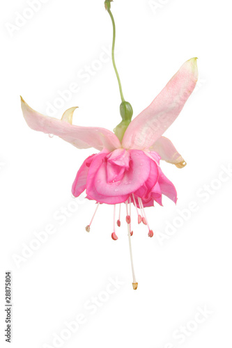 Fuscia flower