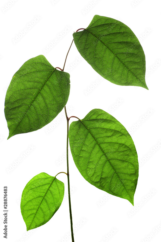 Naklejka premium Green isolated leaf