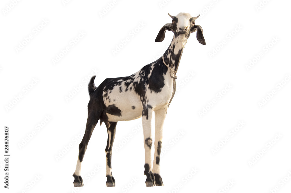 Obraz premium goat
