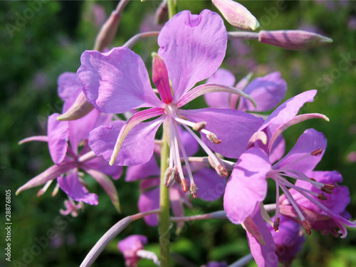 Blooming Cyprus (Epilobium), the family Onagraceae photo
