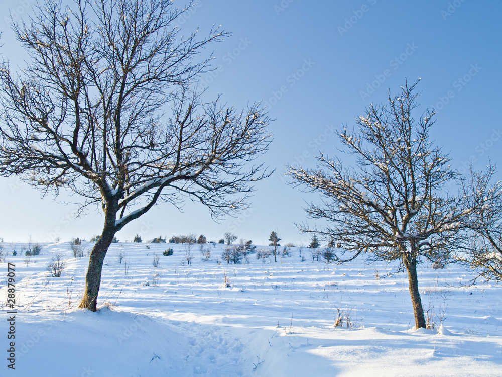Two trees in snow Two trees in snow