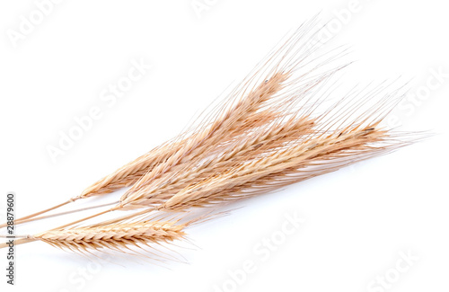 Bundle of golden wheat on white