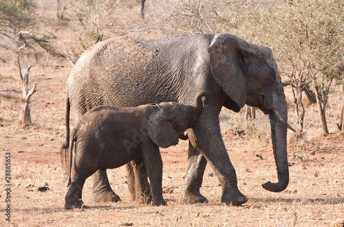 Elephant cow and calf walking in the bush in Africa