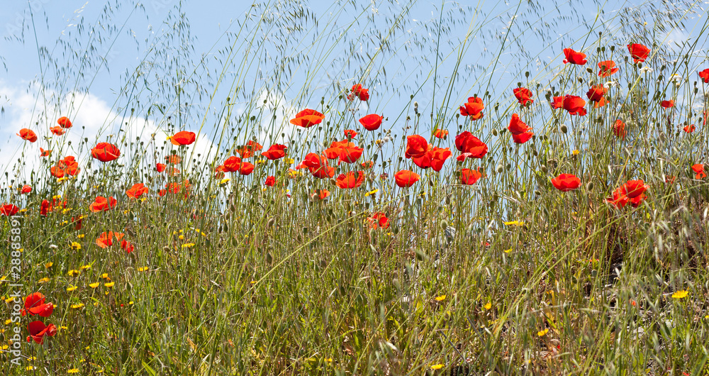 Field of wild poppies