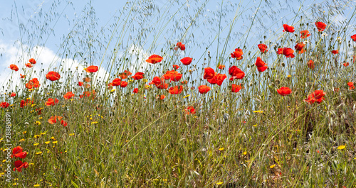 Obraz na płótnie Field of wild poppies w salonie
