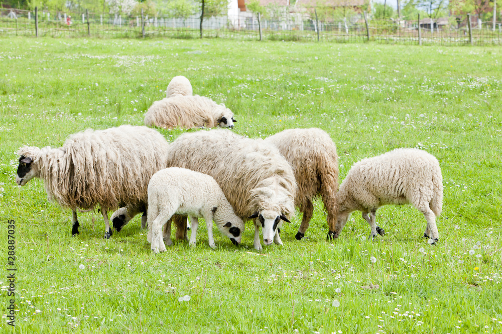 sheep on meadow, Bosnia and Herzegovina sheep on meadow, Bosnia and Herzegovina