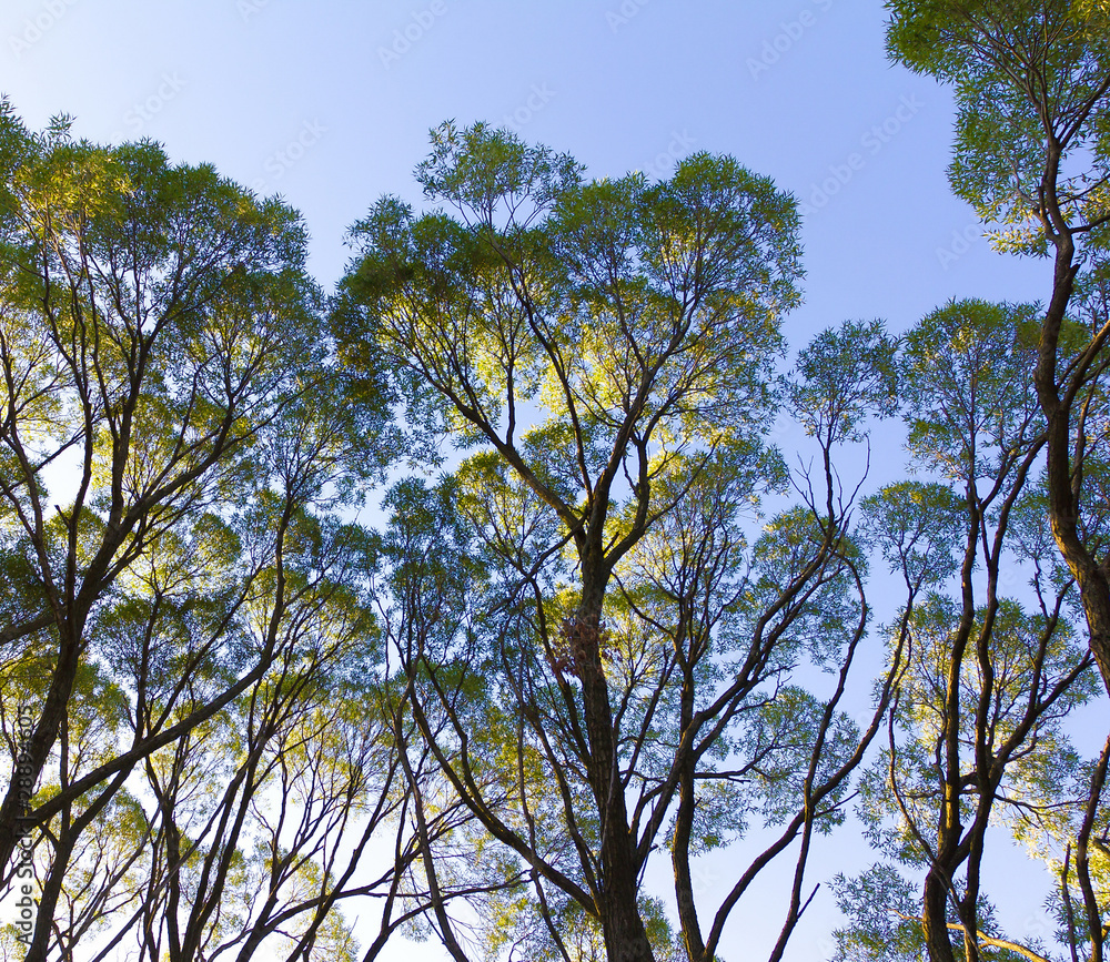 Fototapeta premium Beams Branches Beauty