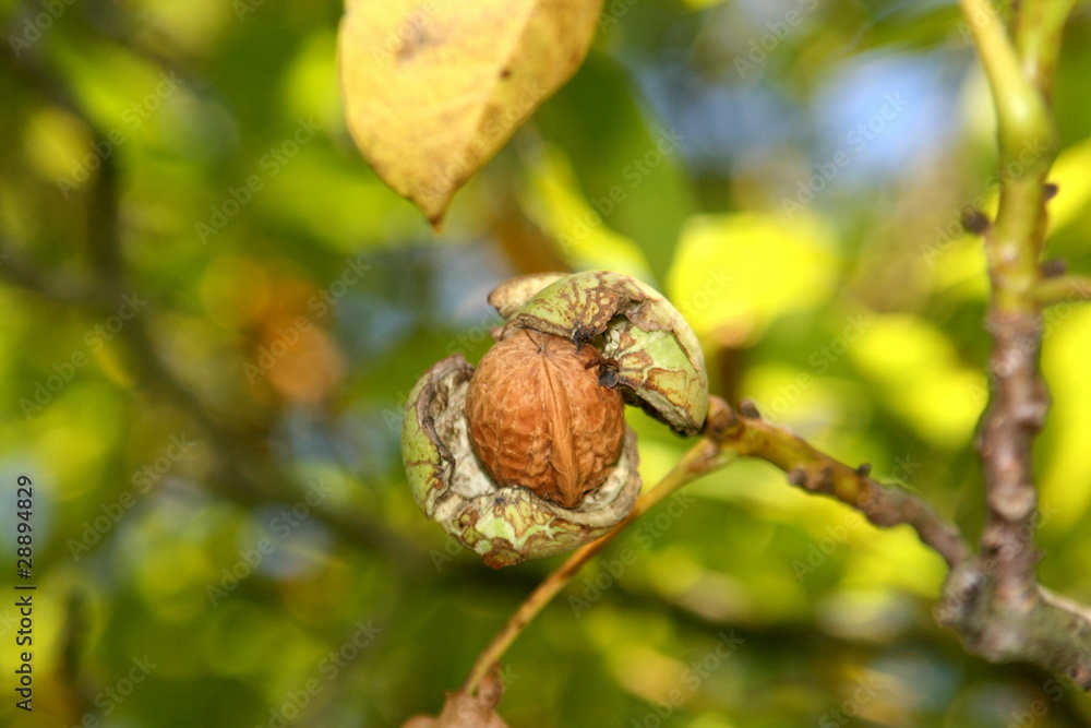 wallnuss vor dem fall