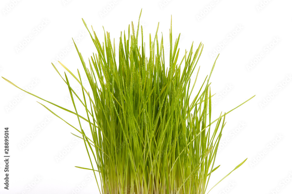 Obraz premium Трава с каплями воды.