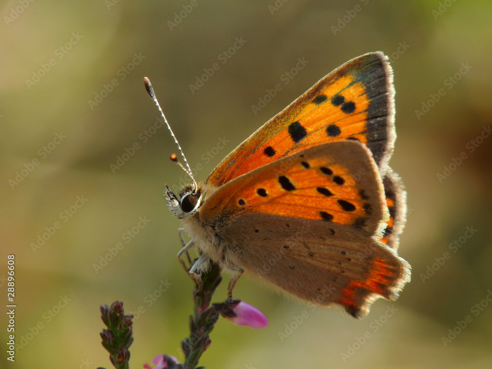 Obraz premium Small Copper butterfly (Lycaena phlaeas)