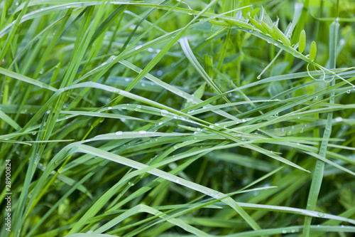 Grass with dew drops