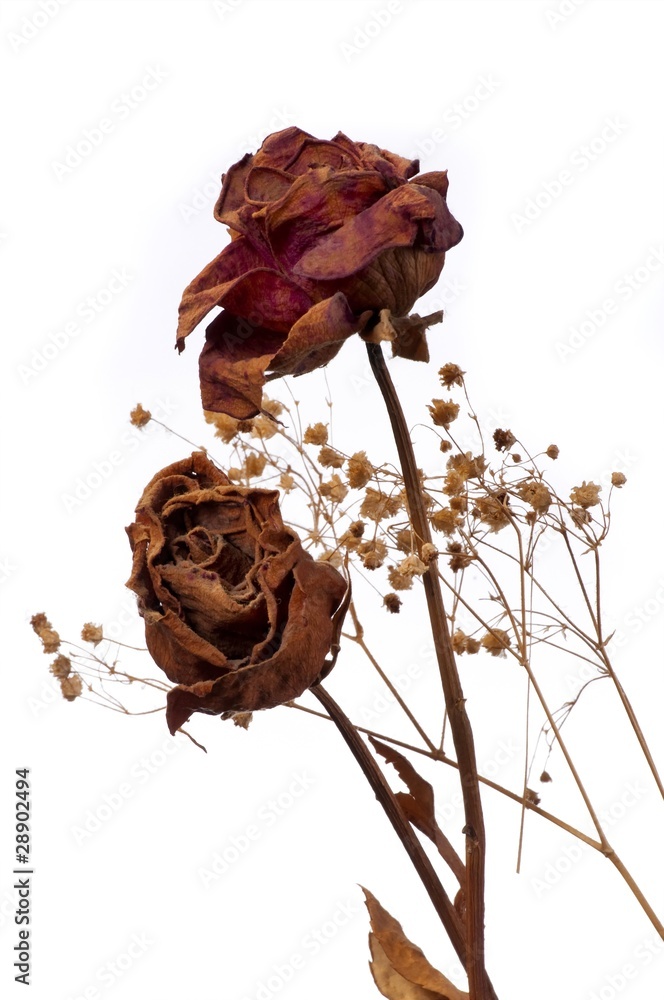 A two wilting rose on white background Stock Photo | Adobe Stock