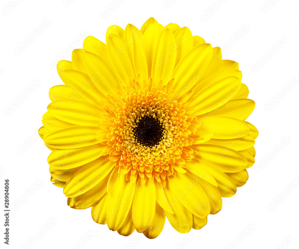 Petals Petals